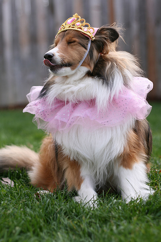 dog dressed in tutu and crown