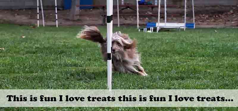 agility dog doing weave poles