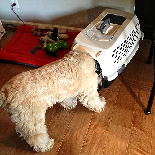 nosey dog getting into someone else's crate