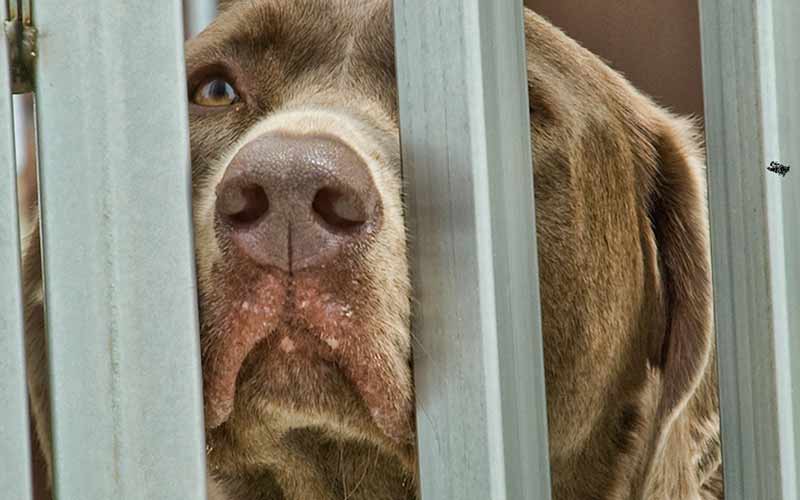 Dog looking through fence