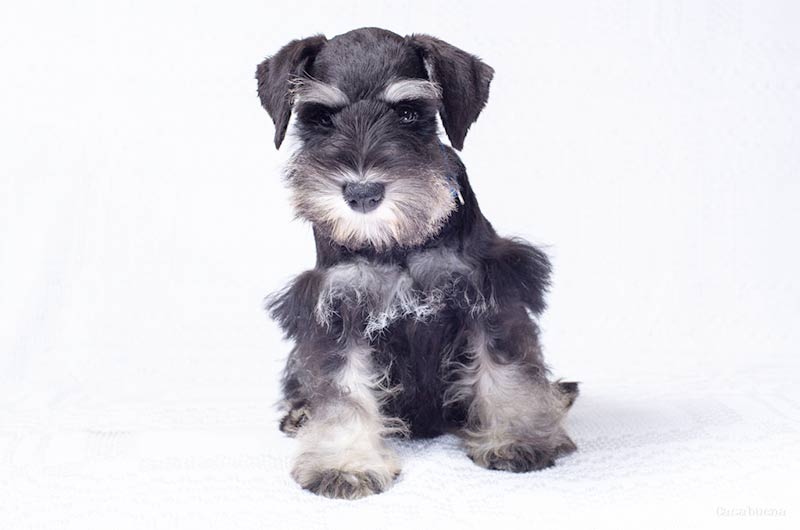 miniature schnauzer