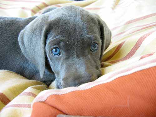 puppy puppy