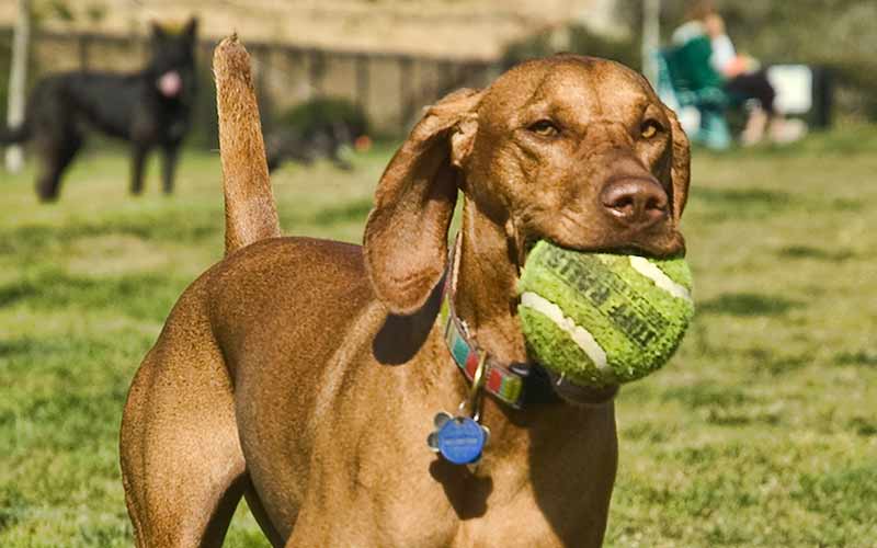 Doggy Behavior Fix – Dog is OCD for Tennis Balls (Part 6 of 7)