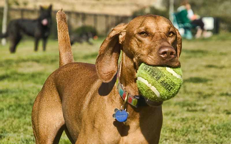 Dog with huge tennis ball in mouth