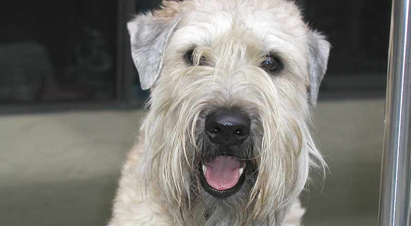 Wheaten Terrier